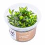 Aqua-Art Bucephalandra, Anubias ect aquarium in vitro plants Image 5