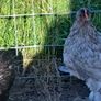 Pekins Image 6