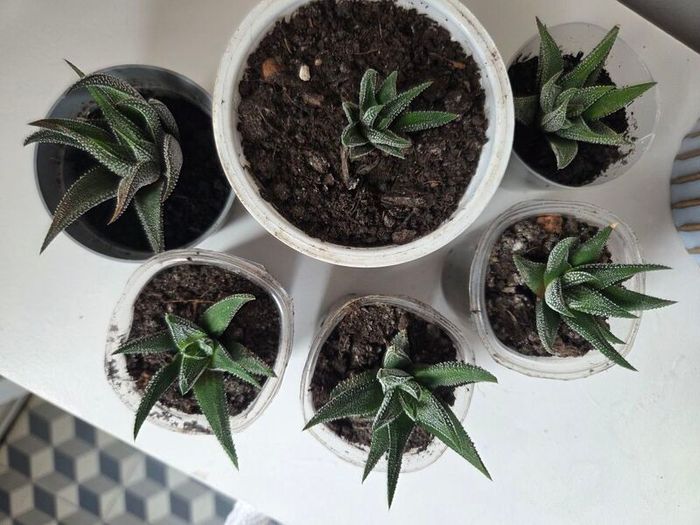 Succulents
