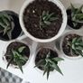 Succulents Image 5