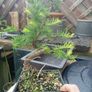 Japanese larch bonsai start material Image 5