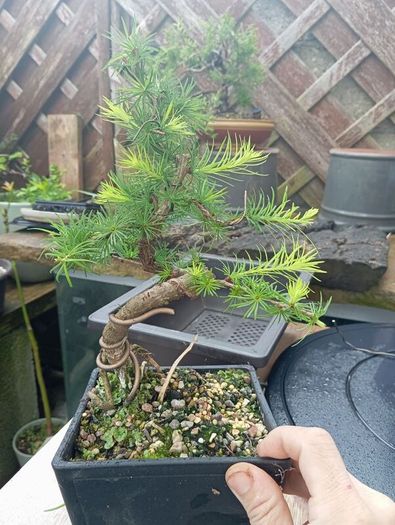 Japanese larch bonsai start material