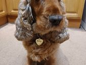 UNIQUET HIT Mirror Gold Acrylic Custom Text Engraved Heart Bone Shape Pet Dog Cat Tag Id