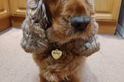 UNIQUET HIT Mirror Gold Acrylic Custom Text Engraved Heart Bone Shape Pet Dog Cat Tag Id