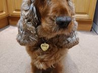 main image for ad UNIQUET HIT Mirror Gold Acrylic Custom Text Engraved Heart Bone Shape Pet Dog Cat Tag Id