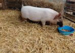 piglet