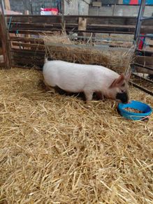 piglet