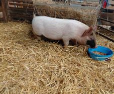 piglet