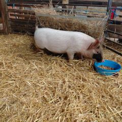 piglet