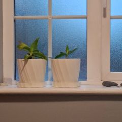 Houseplants with pots