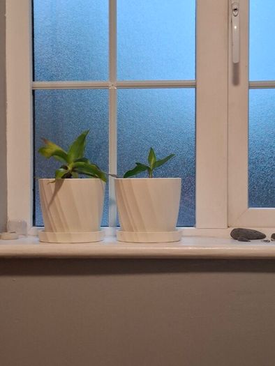 Houseplants with pots