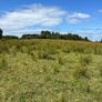 Ground suitable to cut and bale for bedding Image 3