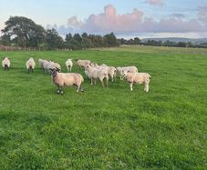 Three year old breeding Ewes