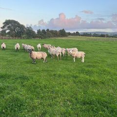 Three year old breeding Ewes