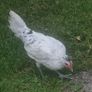Appenzellar roosters for sale Image 2