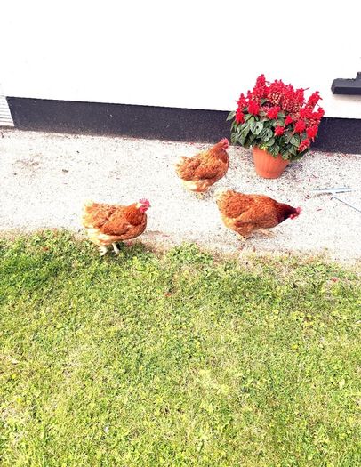 3 hens  for free
