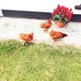 3 hens  for free Image 2