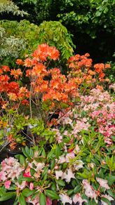 Tall Rhododendron Plants