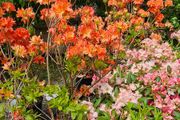 Tall Rhododendron Plants
