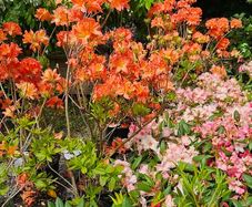 Tall Rhododendron Plants