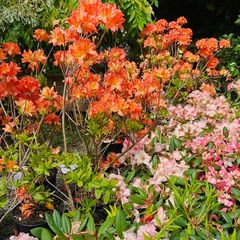 Tall Rhododendron Plants