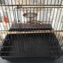 Bird cage Image 7