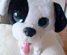 Talking Dog