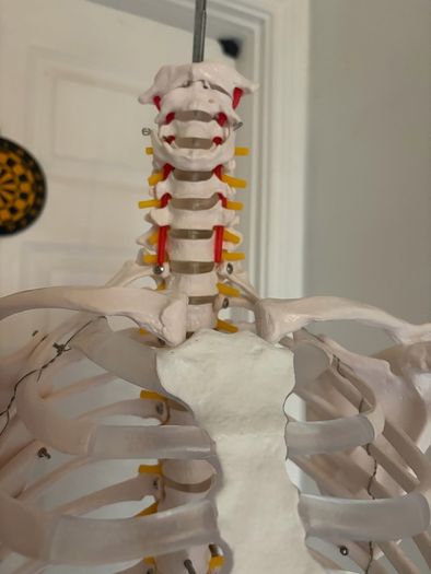 medical skeleton