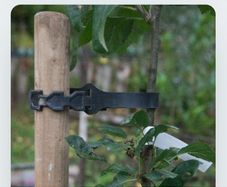 Rubber tree ties 60 cms