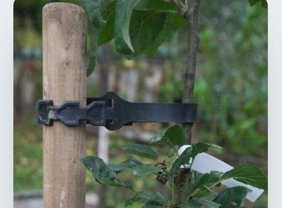Rubber tree ties 60 cms
