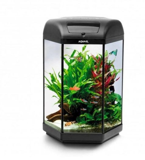 Fish Tank