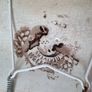 Victorian Pottery Meat Platter Image 10