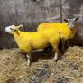 Suftexy ewe lambs Image 2