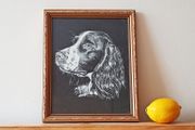 Springer Spaniel R. Russell dog art print in a wooden gold glazed frame 1978  size 23x28cm