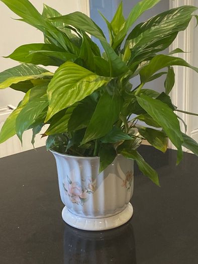 Vintage plant holder