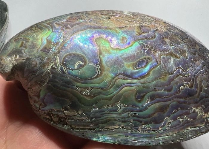 New Zealand Paua Abalone 3 Sea Shells Mother of Pearl