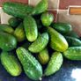 Short Cucumber/ Gherkin "RODNICIOK NATURE H" Seeds Image 2