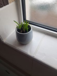 Small aloe vera plant