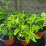 plants Image 5