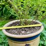 Potted Salvia Hot Lips Image 3