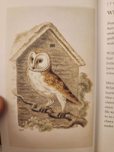 Graves Garden Birds. Selected British Garden  Birds. Beautiful Illustrated  Hardback In  Very Good Condition.
