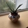 Plant Image 2