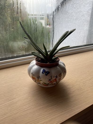 Plant