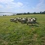 Hogget Ewes Image 10