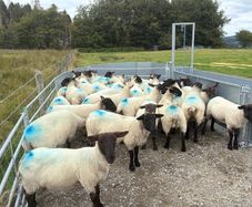 Suffolk cross hoggets (34 available)