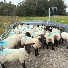 Suffolk cross hoggets (34 available)