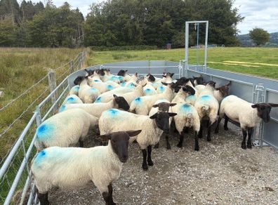 Suffolk cross hoggets (34 available)