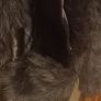 ladies faux fur shrug Image 3