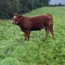 Top Quality Heifers Mohill Mart Saturday 31st Oct Image 9