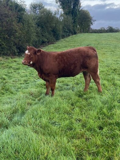 Top Quality Heifers Mohill Mart Saturday 31st Oct